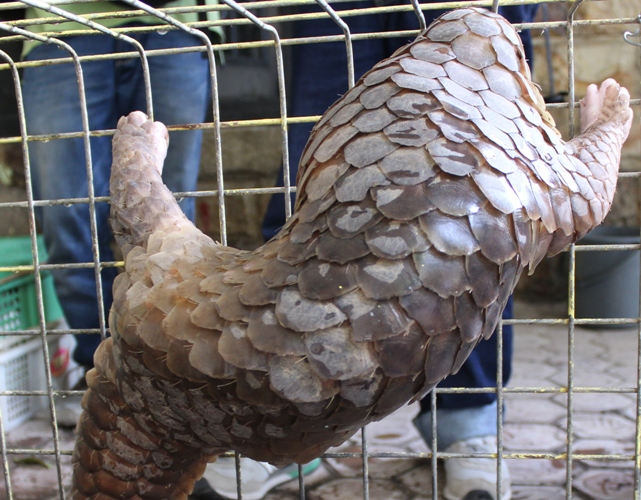 Indonesian Navy Busts Smuggling of One Ton of Pangolins  from Medan, Sumatra, to Malaysia (June 12, 2017)